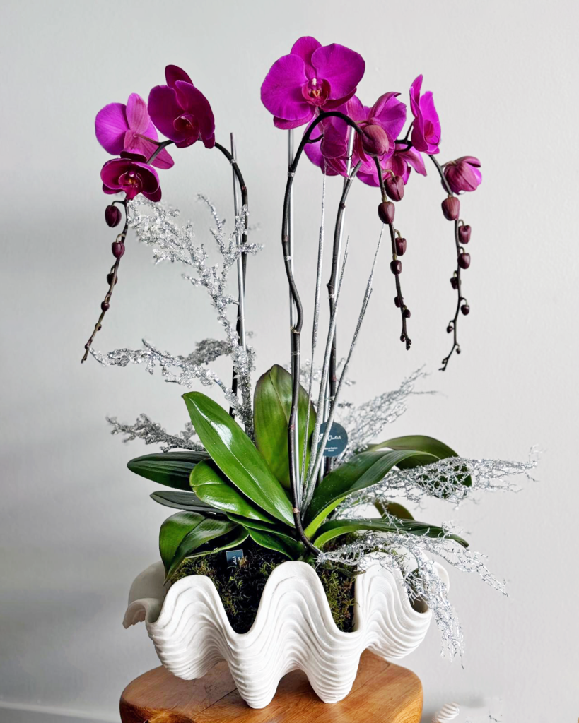 Viva Orchids: The Premier Orchid Florist of Florida