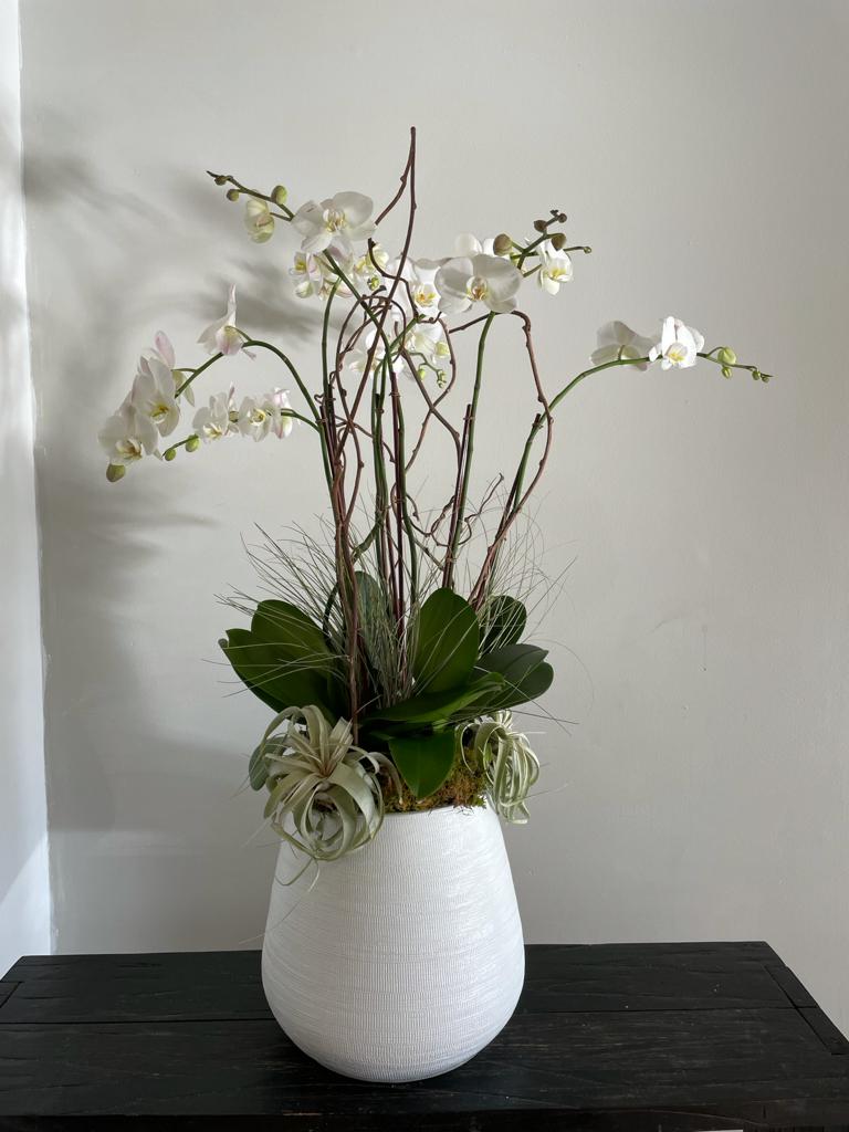 Viva Orchids: The Premier Orchid Florist of Florida