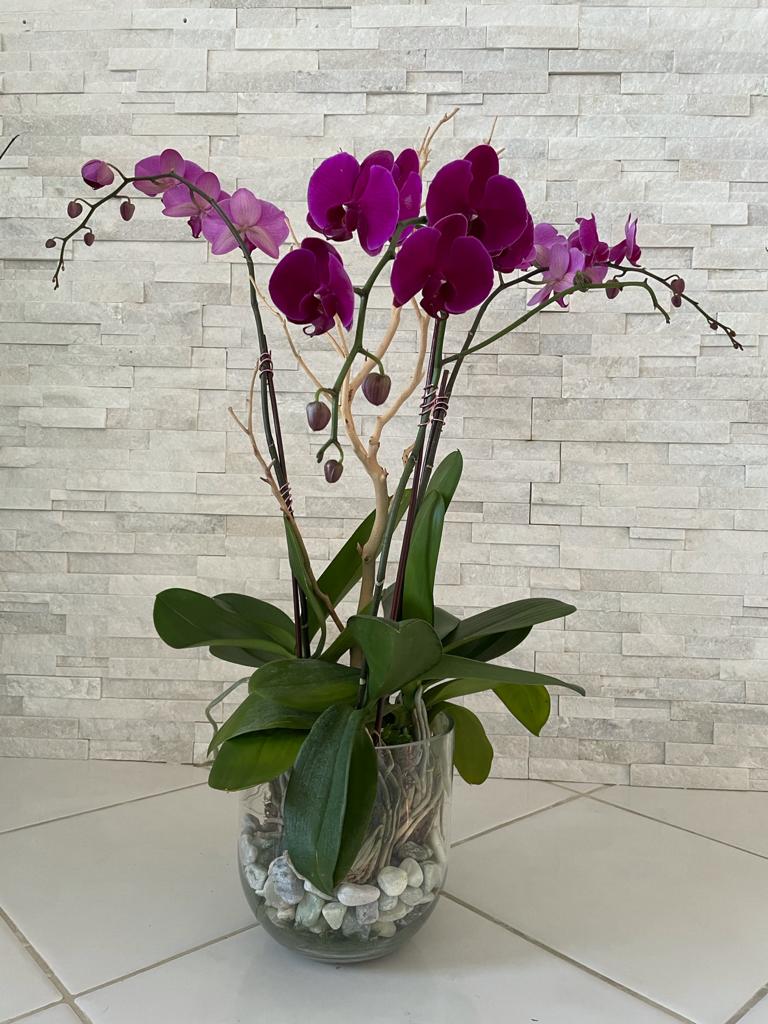 Viva Orchids: The Premier Orchid Florist of Florida