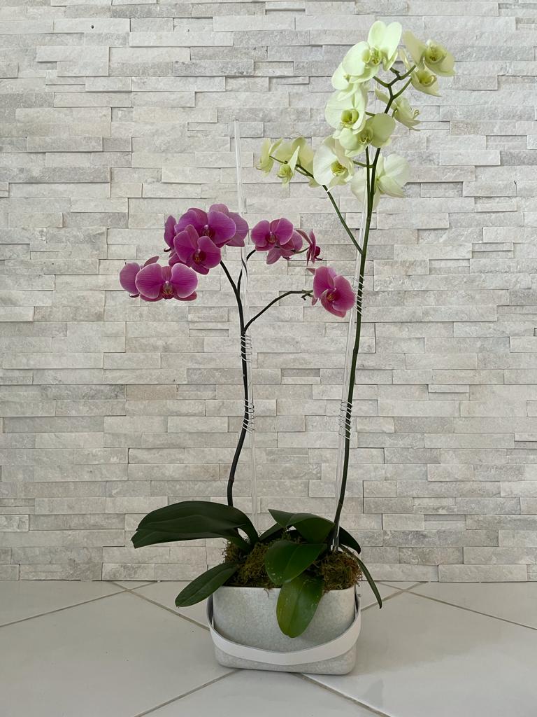 Viva Orchids: The Premier Orchid Florist of Florida