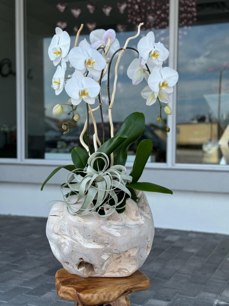Viva Orchids: The Premier Orchid Florist of Florida