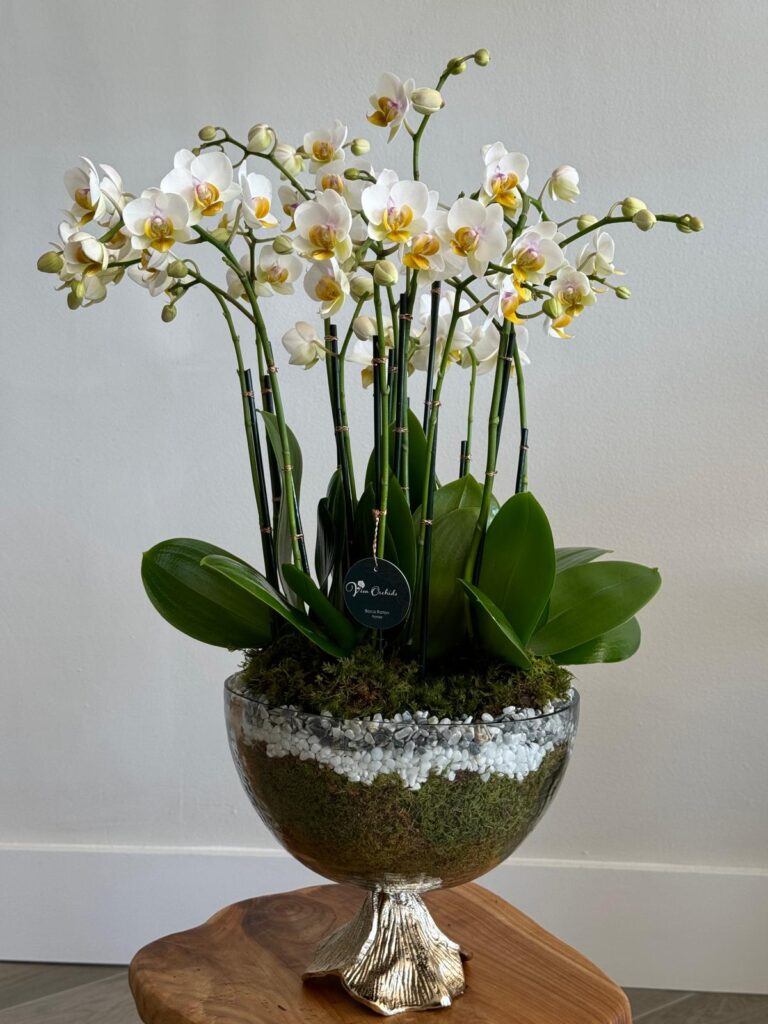 Viva Orchids: The Premier Orchid Florist of Florida