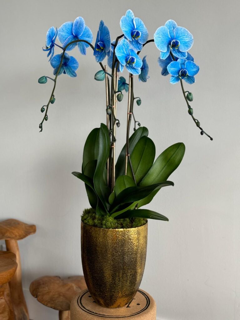 Viva Orchids: The Premier Orchid Florist of Florida
