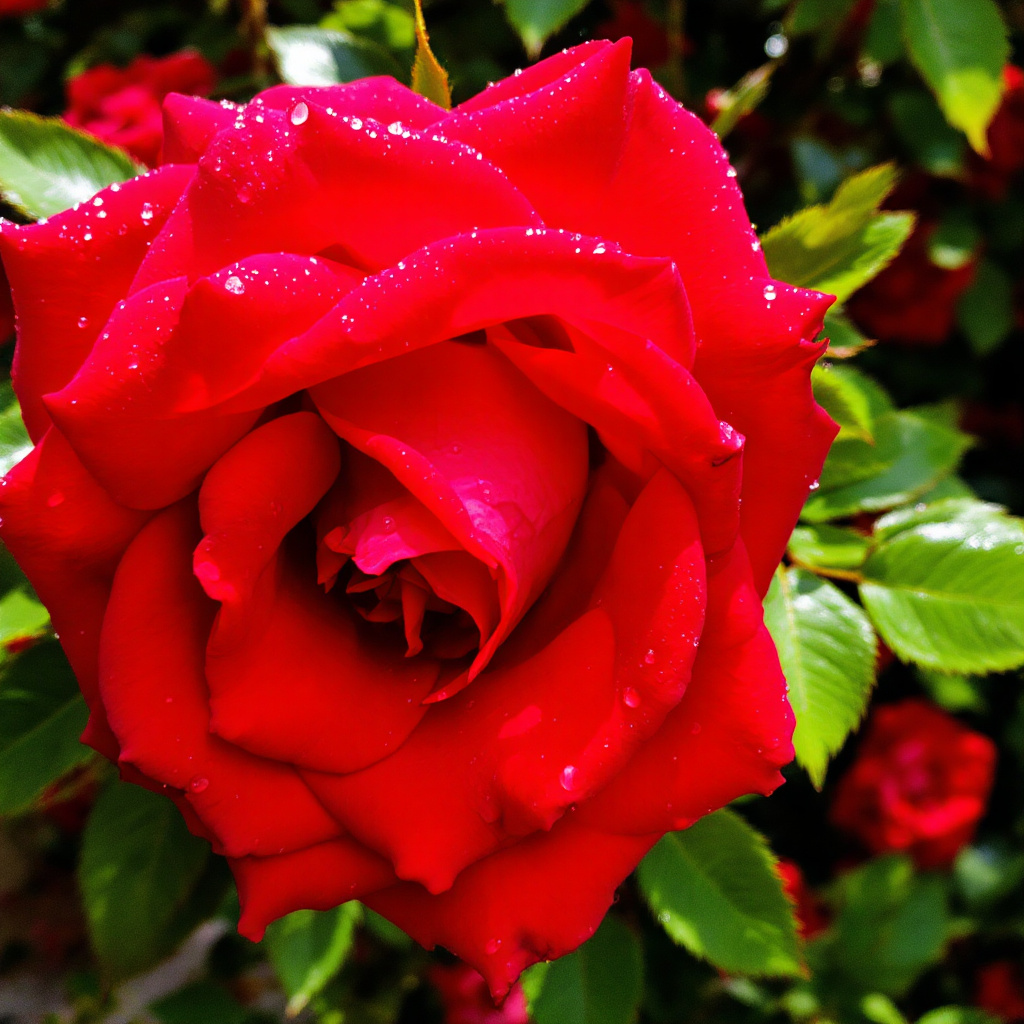 roses gardening